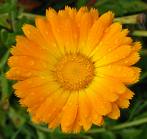 calendula