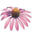 echinacea