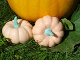 pumpkins202